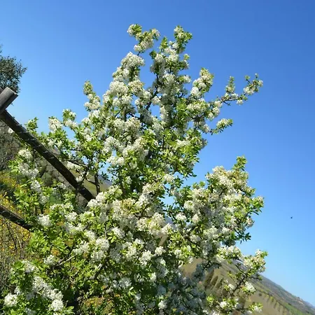 Casa Sull'albero Vista Mare Argentario Chata Fonteblanda